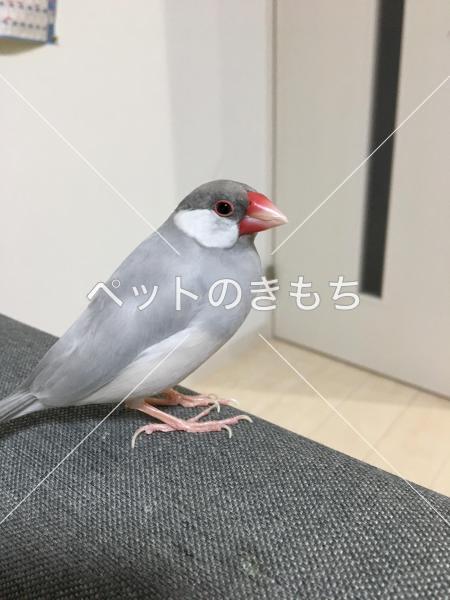 迷い鳥の写真