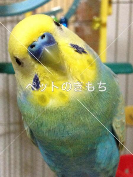 迷子鳥の画像