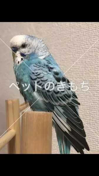 迷子鳥の画像