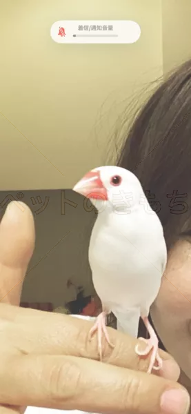 迷子鳥の画像