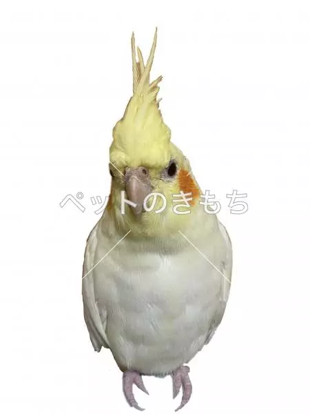 迷子鳥の画像