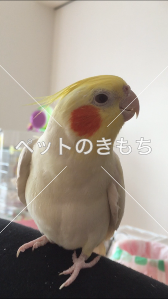 迷子鳥の画像