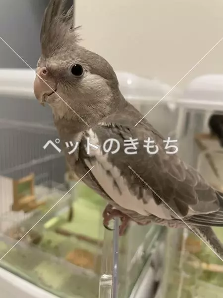 迷子鳥の画像