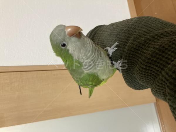 迷子鳥の画像