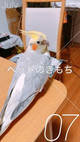 迷子鳥の画像
