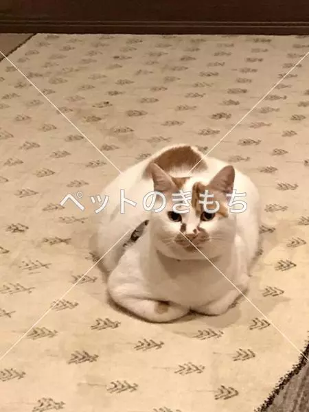迷子猫の画像