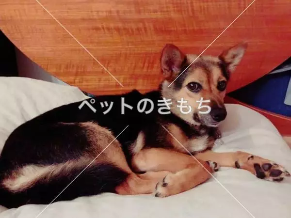 迷子犬の画像
