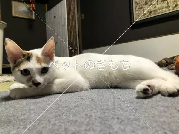 迷子猫の画像