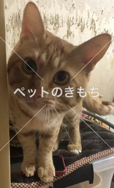 迷子猫の画像