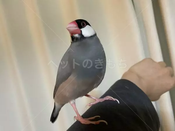 迷子鳥の画像