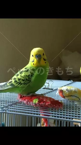 迷子鳥の画像