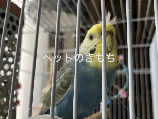 迷子鳥の画像