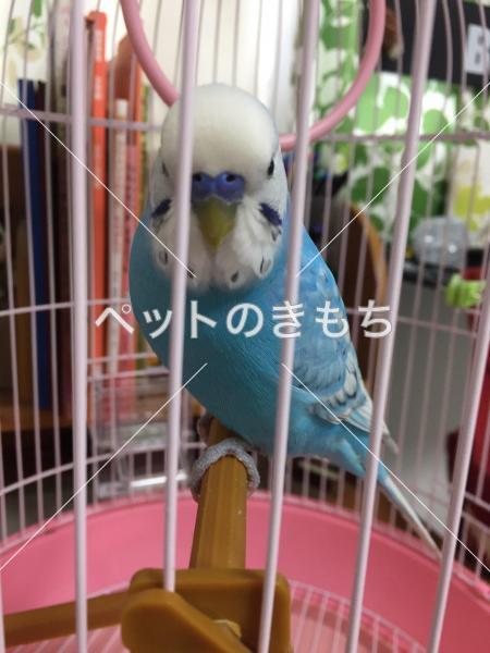 保護鳥の画像