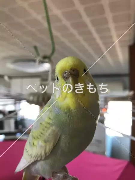 迷子鳥の画像