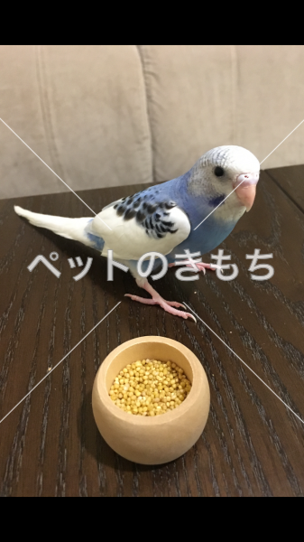 迷子鳥の画像