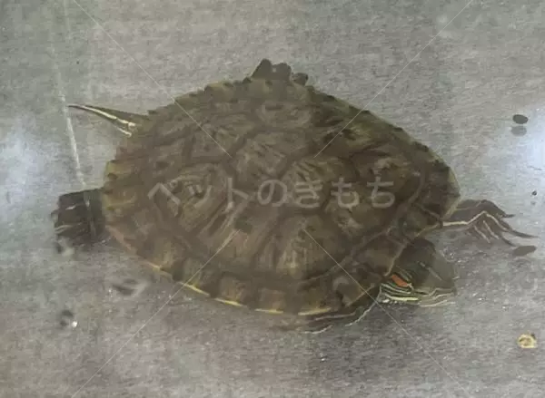 保護ペットの画像