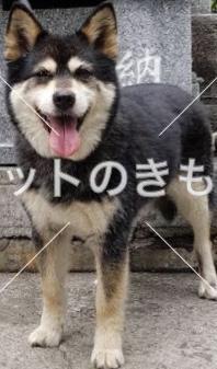 迷い犬の写真