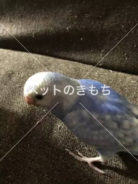 迷子鳥の画像