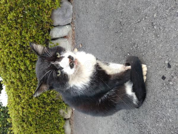 迷子猫の画像