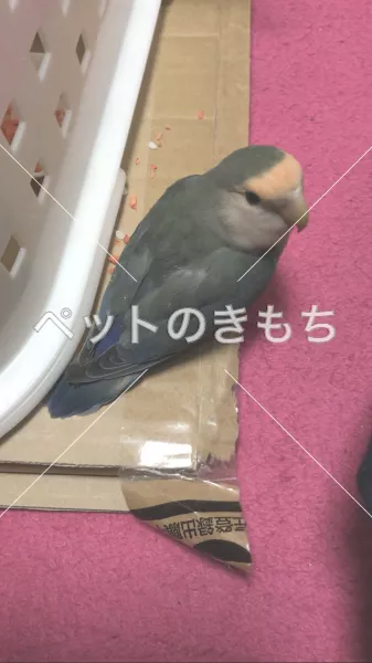 保護鳥の画像
