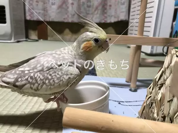 迷子鳥の画像