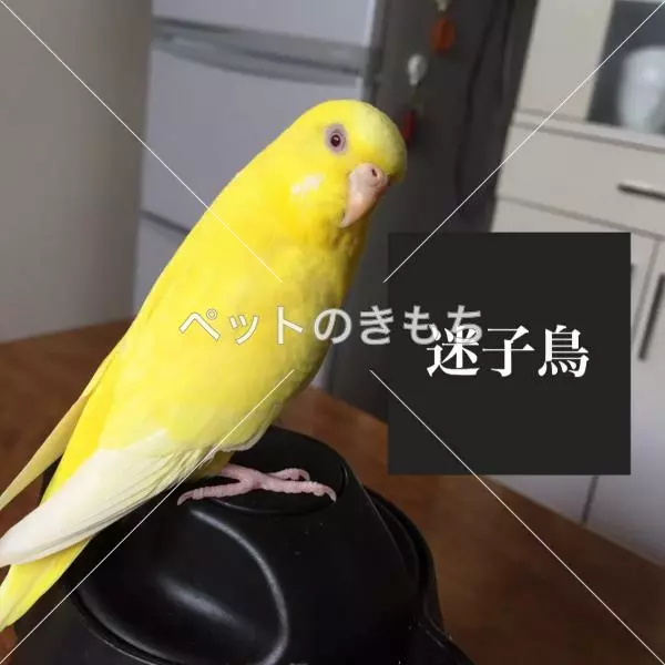 迷子鳥の画像