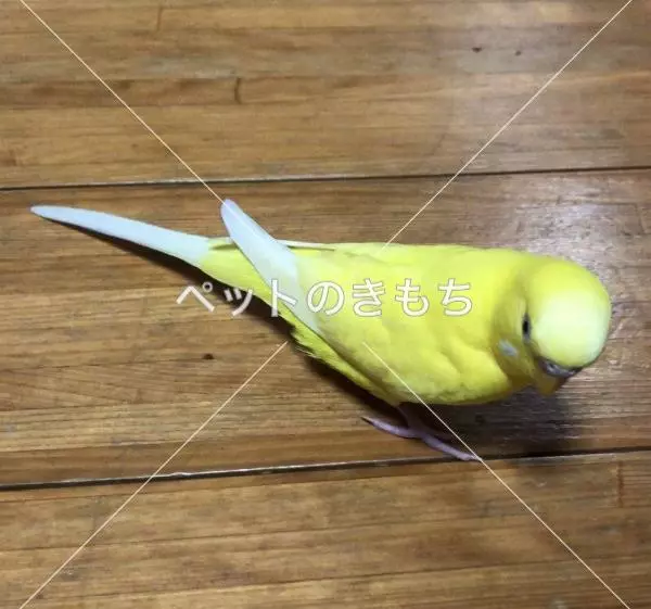 迷子鳥の画像