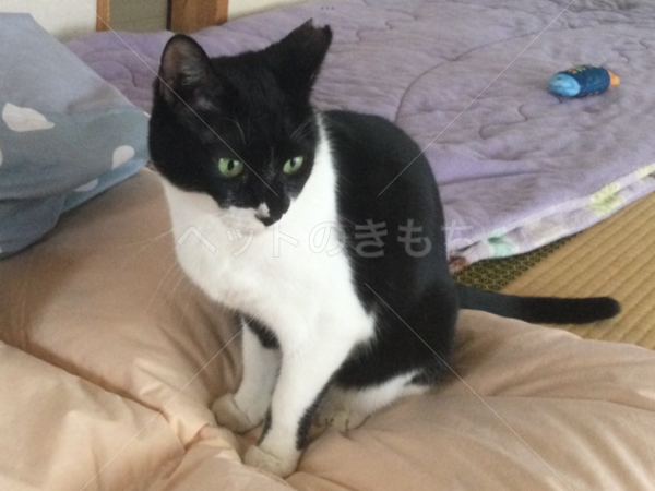 迷子猫の画像