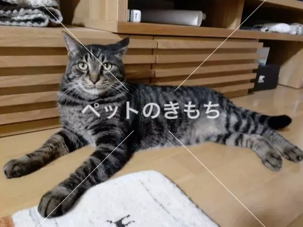 迷子猫の画像