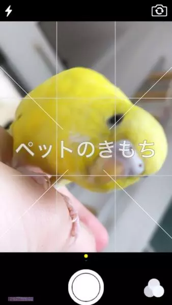 迷子鳥の画像