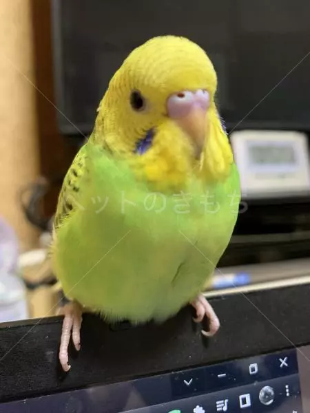 迷子鳥の画像