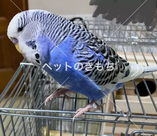 保護鳥の画像