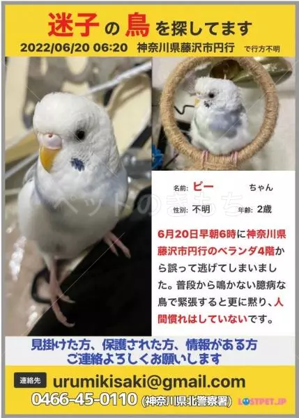 迷子鳥の画像