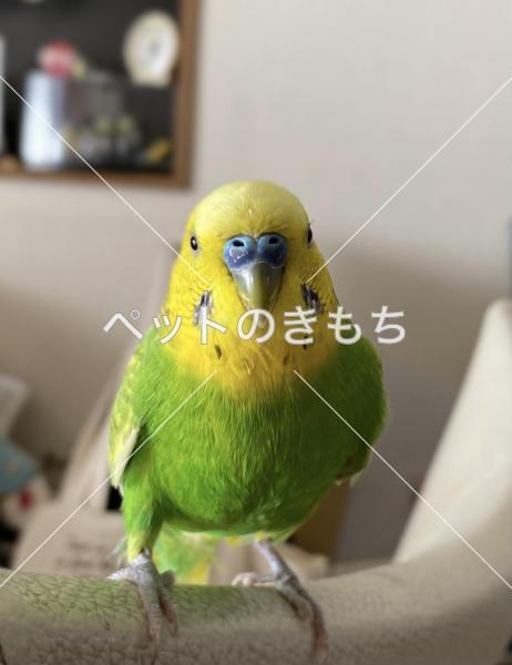 迷子鳥の画像