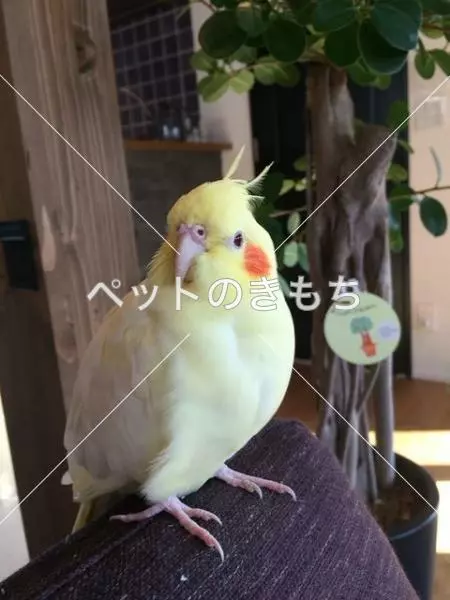 迷子鳥の画像