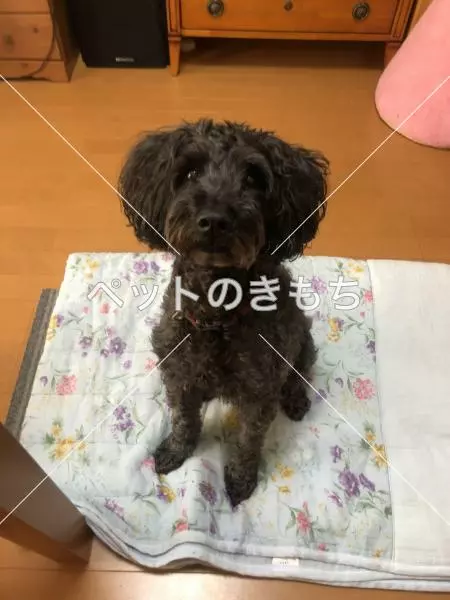 コメント投稿の画像