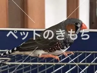 迷子鳥の画像