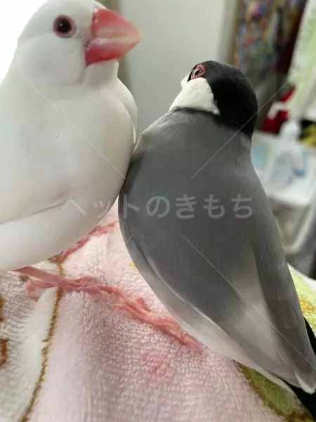 コメントの画像