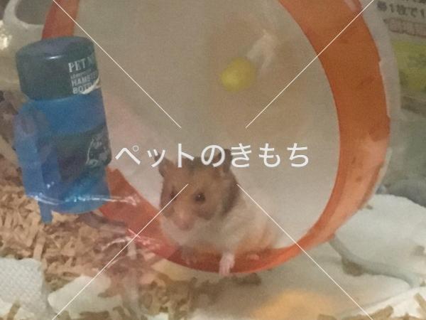 迷子ゴールデンハムスターの写真