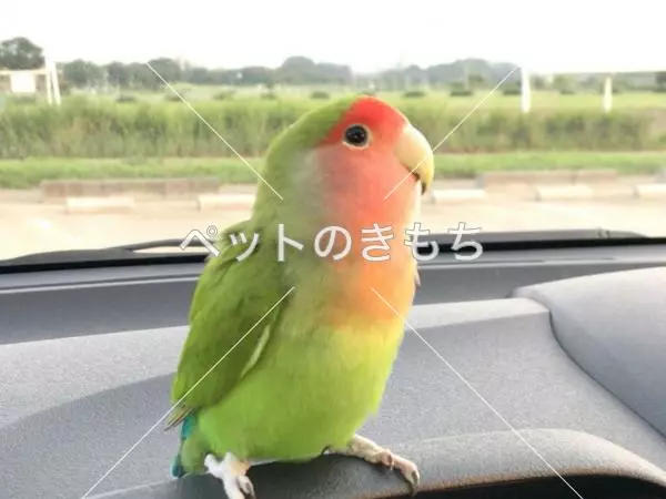 迷子鳥の画像