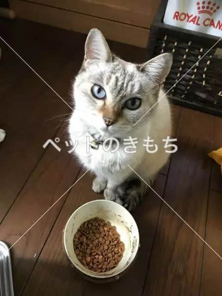 迷子猫の画像
