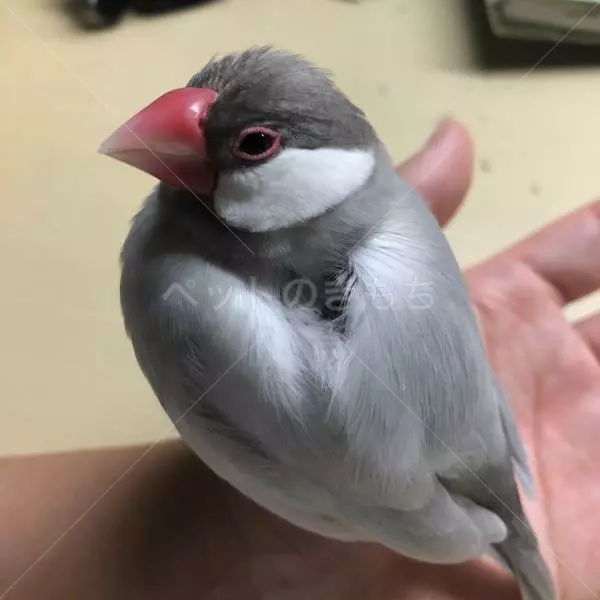迷子鳥の画像