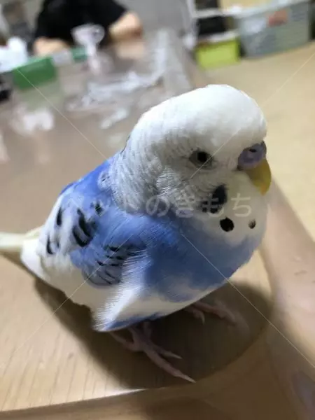 迷子鳥の画像