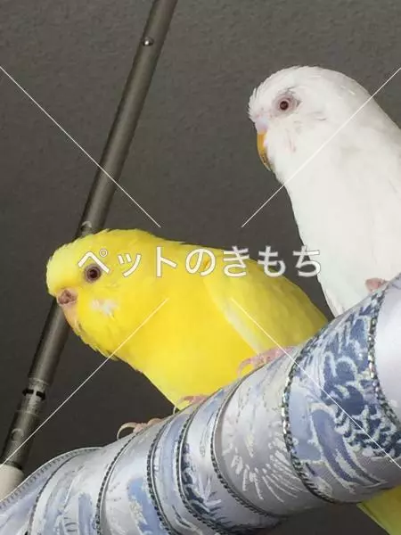 迷子鳥の画像