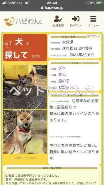 迷子犬の画像