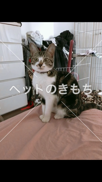 迷子猫の画像