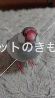 迷子鳥の画像