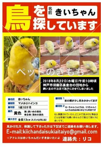 迷子鳥の画像