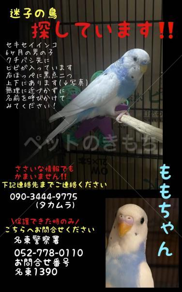 迷子鳥の画像