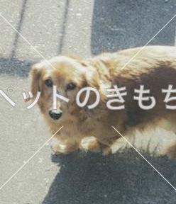 迷い犬の写真